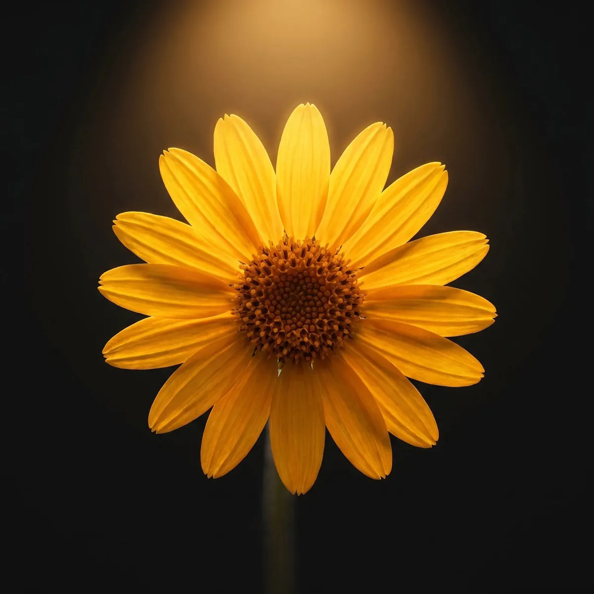 Arnica Montana extract